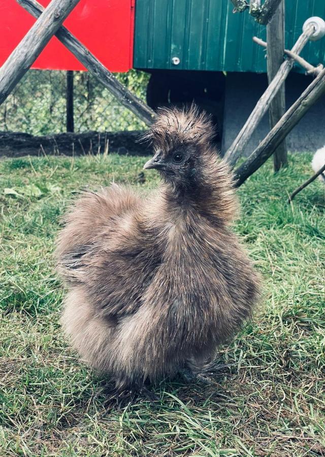 Ferienwohnung Seidenhuhn Kiefersfelden Zewnętrze zdjęcie
