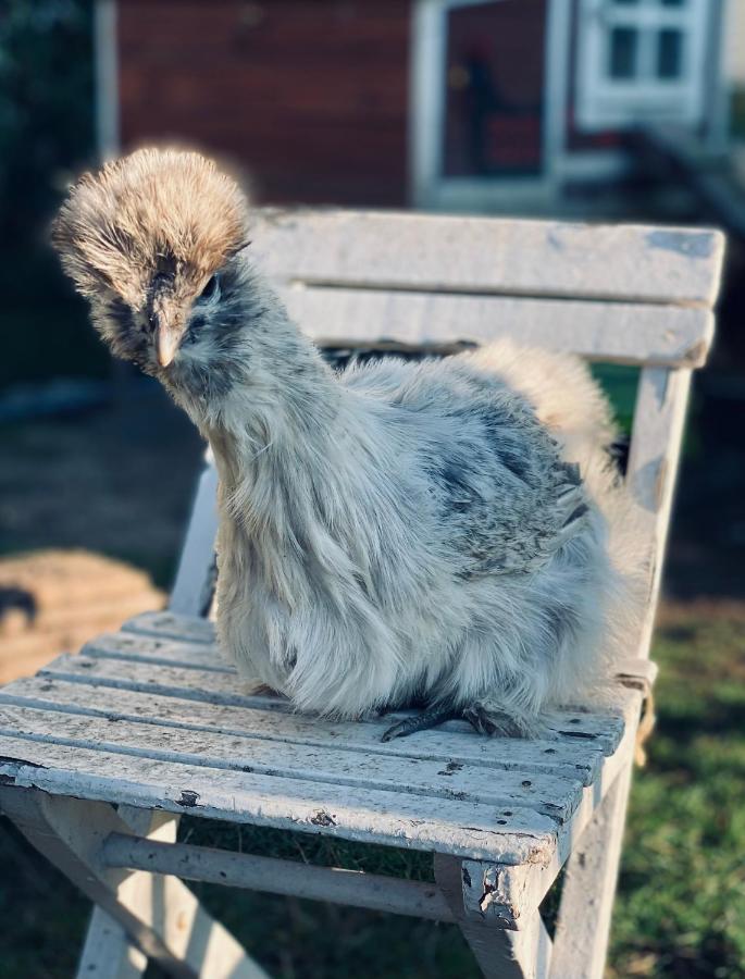 Ferienwohnung Seidenhuhn Kiefersfelden Zewnętrze zdjęcie