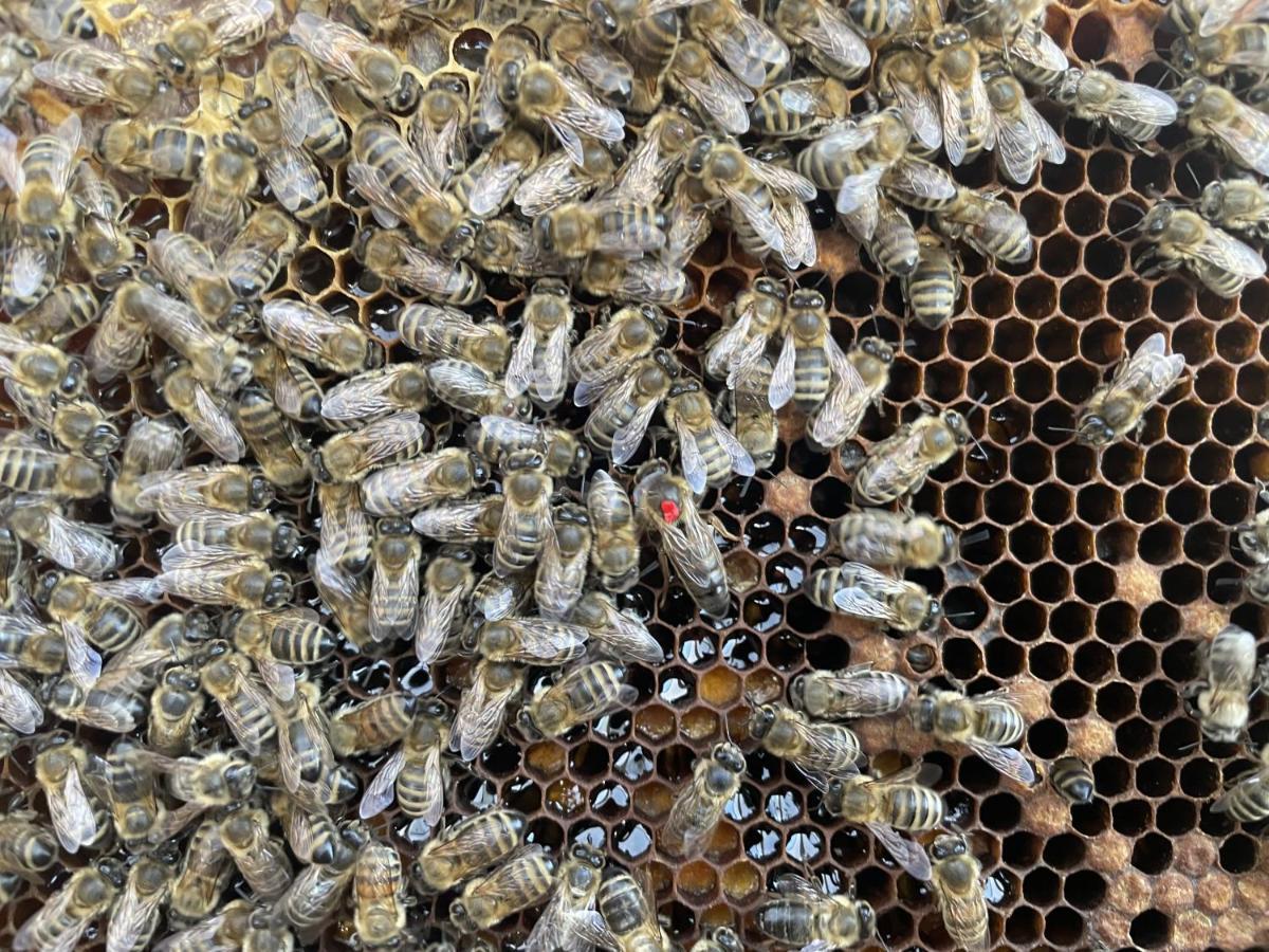 Ferienwohnung Seidenhuhn Kiefersfelden Zewnętrze zdjęcie